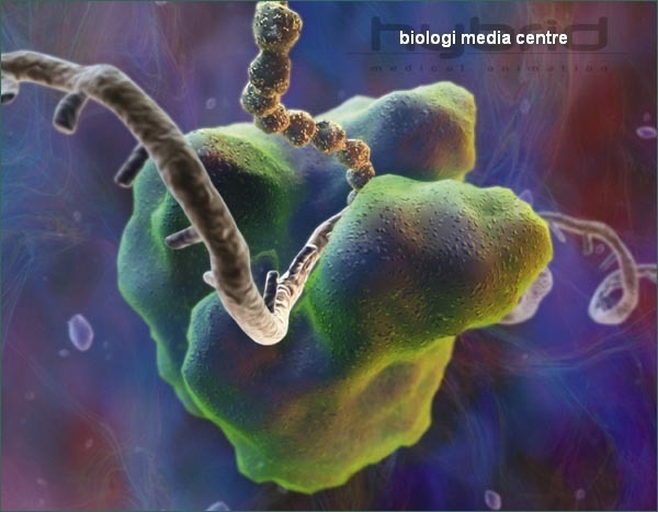 [ribosome[4].jpg]